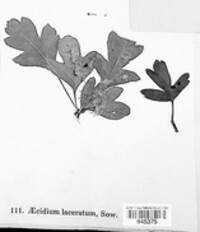 Gymnosporangium clavariiforme image